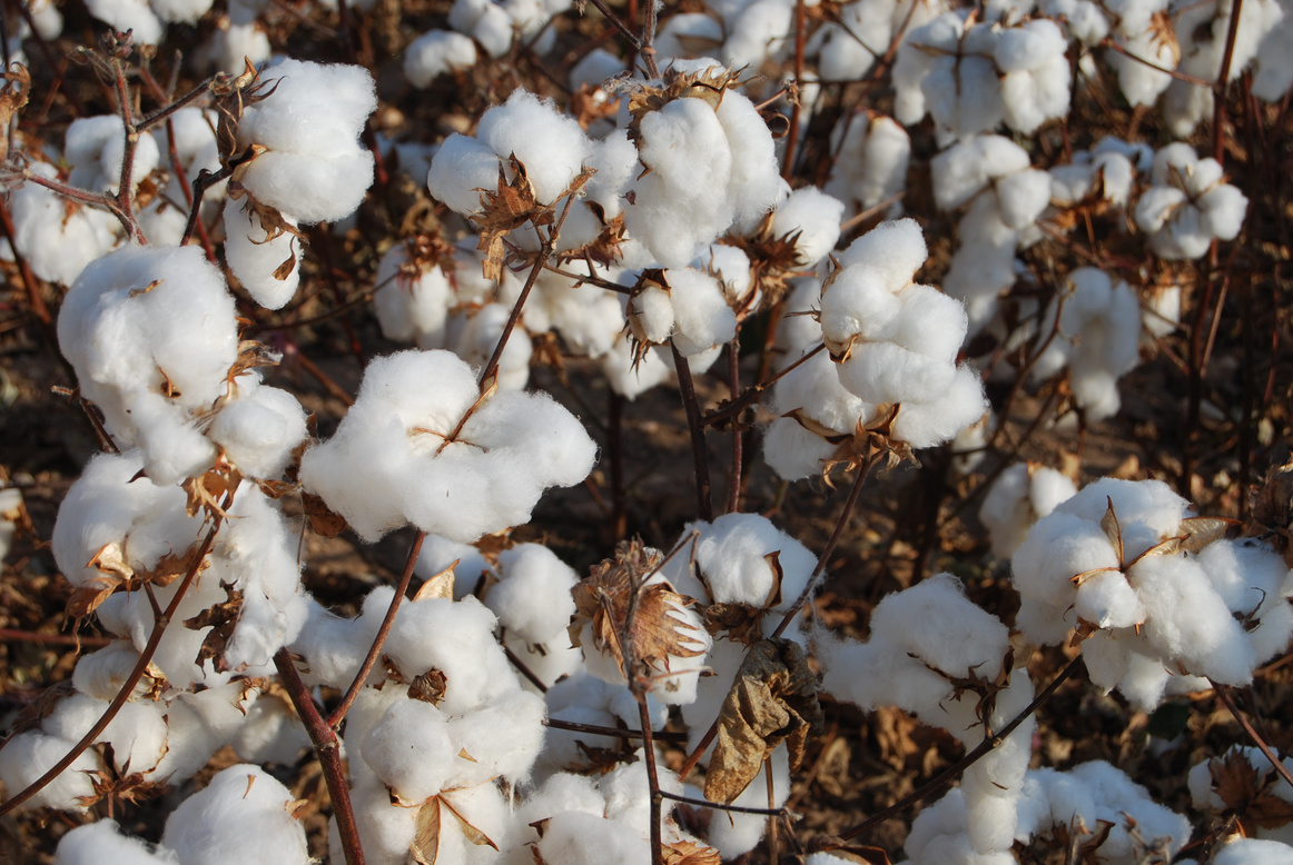 Cotton